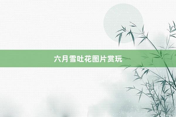 六月雪吐花图片赏玩